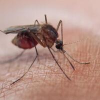 di-temukan-pemilik-golongan-darah-ini-paling-sering-digigit-nyamuk