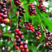 10-buah-lokal-yang-keberadaannya-mulai-langka-gan-sist-udah-pernah-nyobain