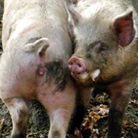 berduaan-di-karaoke-viral-kades-lampung-tengah-peluk-mesra-istri-kadus