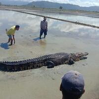 buaya-ga-ada-akhlak-malah-main-main-di-sawah