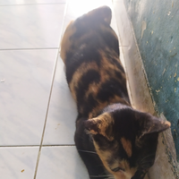 cat-lovers-kaskus-read-page-1-first---part-5