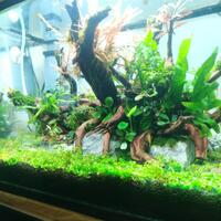 hobby-aquascape-3-jenis-gaya-pada-aquascape