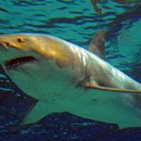 pria-selamat-dari-maut-setelah-mengganjal-mulut-hiu-pakai-papan-selancar