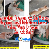kisah-haru-pria-berikan-pertolongan-pada-kucing-melahirkan-viral-tuai-banyak-pujian