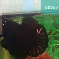 yang-punya-cupang-silahkan-nampang-di-mari-gan