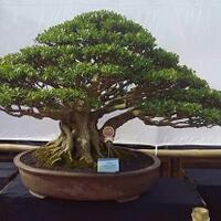 pameran-bonsai-di-singingi-ramai-di-kunjungi-pengjung