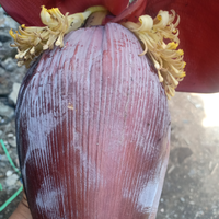 manfaat-jantung-pisang-untuk-tanaman-agar-cepat-berbuah