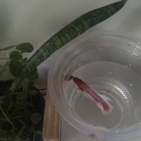 yang-punya-cupang-silahkan-nampang-di-mari-gan