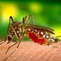 perangi-dbd-jutaan-nyamuk-hasil-rekayasa-genetik-akan-dilepas-di-florida