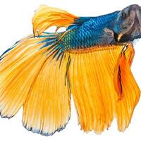 cocupang-manfaat-memelihara-ikan-cupang-salah-satunya-membasmi-jentik-nyamuk-dbd