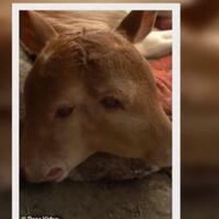 bikin-geger-sapi-berkepala-dua-lahir-setelah-induk-mengejan-7-jam