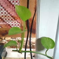 pecinta-ikan-komet-masuk-sini---part-1