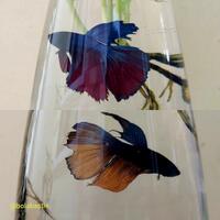 yang-punya-cupang-silahkan-nampang-di-mari-gan