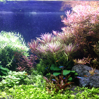 aquascape-for-everyone-learning-and-sharing---part-4