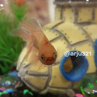 yang-punya-cupang-silahkan-nampang-di-mari-gan