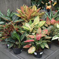 aglaonema-tanaman-hias-yang-kembali-mahal-di-2020