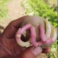 beli-kentang-di-supermarket-wanita-ini-klaim-temukan-sosok-yesus