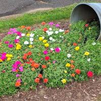 mengenal-portulaca-atau-krokot-ternyata-bisa-dibikin-bonsai-lho-begini-caranya