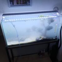 aquascape-for-everyone-learning-and-sharing---part-4