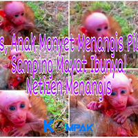 miris-anak-monyet-ini-menangis-pilu-di-samping-mayat-ibunya-bikin-netizen-terharu