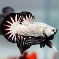 cocupang-pengalaman-pertama-kali-beli--merawat-ikan-cupang