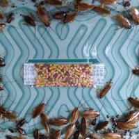 kenapa-kecoak-susah-ditangkap