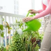 cara-mudah-menyiram-tanaman-di-musim-kemarau-supaya-hemat-air-coba-praktein-gan