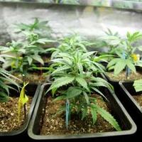 mentan-tetapkan-ganja-sebagai-tanaman-obat