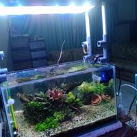 aquascape-for-everyone-learning-and-sharing---part-4