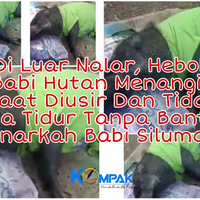 aneh-babi-hutan-menangis-saat-diusir-dan-tidak-bisa-tidur-tanpa-bantal-jadi-jadian