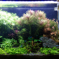 aquascape-for-everyone-learning-and-sharing---part-4