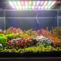 aquascape-for-everyone-learning-and-sharing---part-4