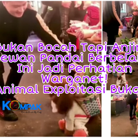 anjing-pudel-lucu-pandai-berjalan-dan-belanja-jadi-perhatian-warganet-eksploitasi