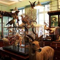 pasar-pasar-aneh-ini-menjual-benda-benda-tak-lazim