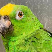 viral-video-burung-beo-merdu-nyanyi-lagu-beyonce-nada-tingginya-kece-banget