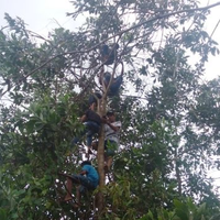 miris-demi-sinyal-untuk-belajar-online-siswa-panjat-pohon-belasan-meter