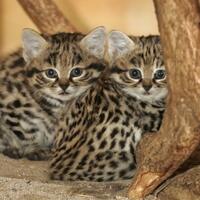 the-black-footed-cat-kucing-paling-mematikan-di-dunia