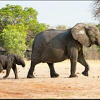aman-gajah-tunggal-ni-tawarkan-wisatawan-virtual-untuk-mendapatkan-cuan