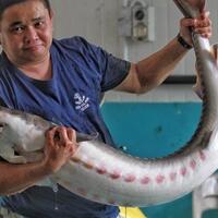 ikan-purba-ditemukan-di-bangkai-kapal-denmark-berusia-500-tahun