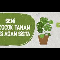 cabe-rawit-tanaman-iseng-penolong-keuangan