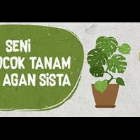 pohon-kecombrang-penuh-manfaat-beberapa-tips-dan-trick-memeliharanya