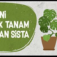 tips-sukses-merawat-tanaman-cabai-rawit-dengan-langkah-yang-mudah