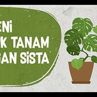 merawat-monstera-quotsetinggi-3-meterquot