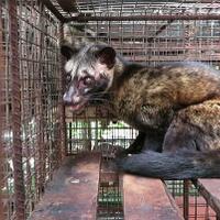 kejam-demi-kopi-rp-1-juta-musang-luwak-di-ri-tersiksa