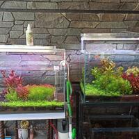 aquascape-for-everyone-learning-and-sharing---part-4