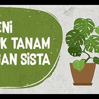 menggunakan-pasir-sebagai-media-tanam-bisa-kok