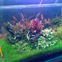 aquascape-for-everyone-learning-and-sharing---part-4