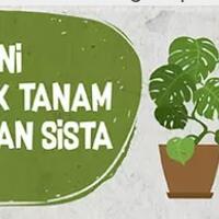 siapa-bilang-budidaya-seledri-sulit-ikuti-tips-dari-ane-dan-buktikan-kemudahannya