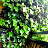 yukshare-taman-indah-di-rumah-gansis