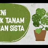 menanam-rumput-gandum-sebagai-tanaman-hias-dan-kesehatan